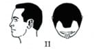 TYPE2のヘアタトゥー範囲図（男性）