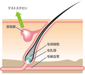 発毛サイクルの改善