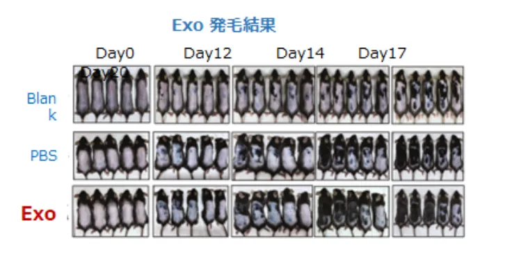 Exo発毛結果1
