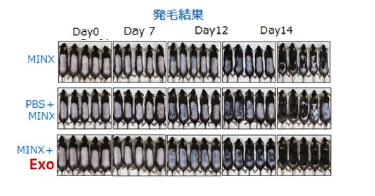 Exo発毛結果2